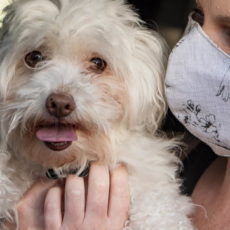 Cane risultato positivo al coronavirus: è il primo caso in Italia