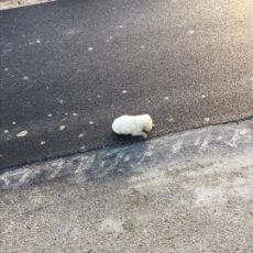 Cucciolo lanciato da auto in corsa